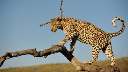  پڵینگی ئێرانی