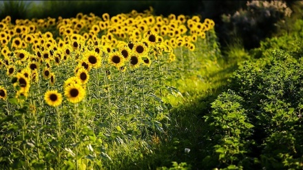 مەزرای گوڵەبەڕۆژە - پارێزگای گوڵستان