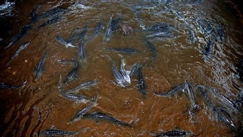 İran kürü balığı istehsalında dünyada birincidir