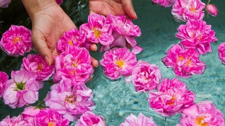 رێورەسمی گوڵاو گرتن له شاری کاشان