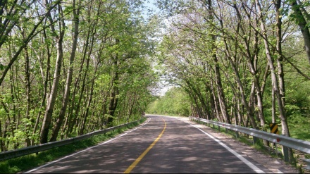 دارستانە جوانەکانی گوڵستان لە باکووری ئێران