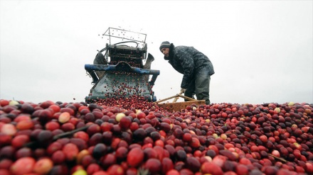 گۆرانی کوردی زرێوار 