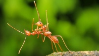 Takmičenje u fotografiji na temu Životinjske komedije