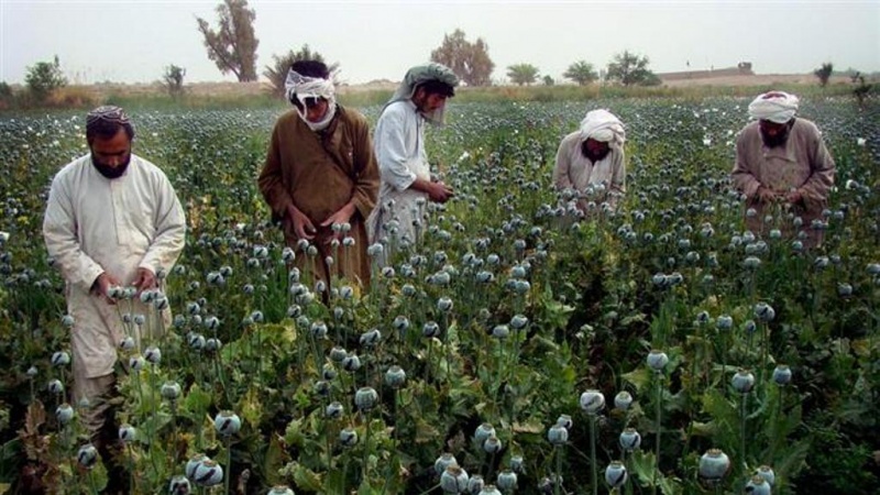 دفتر سازمان ملل در افغانستان از ایجاد گروه کاری مبارزه با مواد مخدر خبر داد