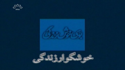 ڈرامہ سیریل خوشگوار زندگی قسط نمبر 8