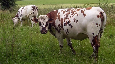 3 گایێک کە بە هۆی بۆمەلەرزەوە بەناوبانگ بوون!