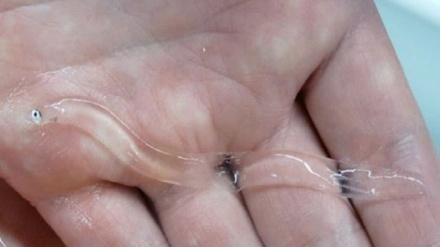 ماسی شووشەیی سەیروسەمەرە