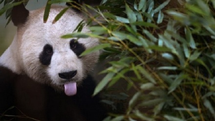 ئەو پاندایە لە خەو هەڵمەستێنن!