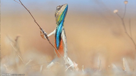 ژیانی ئاژەڵ و باڵندەی کێوی لە خوراسانی باکوور - 14-09-2019