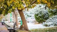 Sniježna jesen u Teheranu