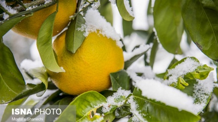   مازندران میں برفباری کی وجہ سے پھلوں کے باغات کو شدید نقصان کا سامنا 