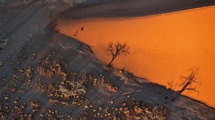 ژیانی سەیر و سەمەرەی بوونەوەران له سارای نامیب