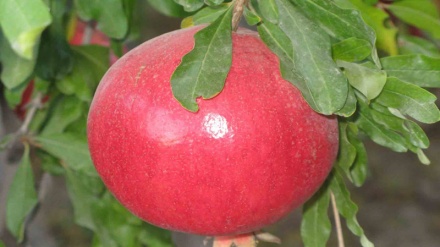 فستیواڵی هەنار له شاری حەڵەبچه 