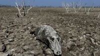 Slike godine agencije Reuters na temu životnog okoliša