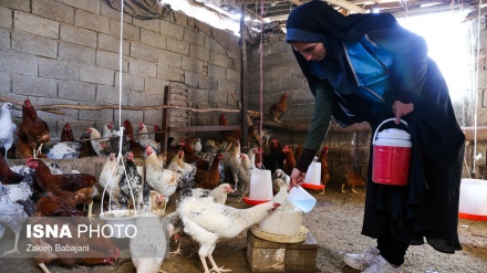 مازندران: پرندوں کی فری ویکسینشن مہم شروع