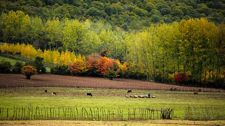 Bedewiyên payîzê li Mazenderanê (Bakurê Îranê)