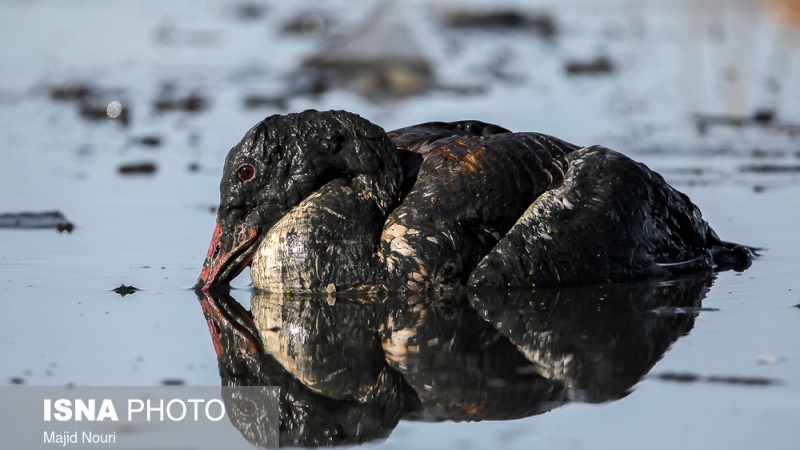 اراک: ماحولیات کے لیے کام کرنے والے افراد، میقان تالاب سے مرے ہوئے پرندوں کو اٹھاتے ہوئے