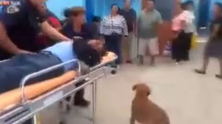 ئەمەگداری سەگ بە خاوەنەكەی تەنانەت لە فریاگوزاریشدا