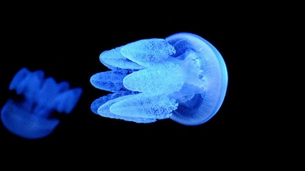 جیلی فِش نے بڑی امیدیں جگائی ہیں دانشوروں کی!