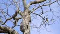 درخت پر کہیں ایک پرندہ بیٹھا ہوا ہے۔