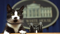 Interes američkih predsjednika za pse i mačke
