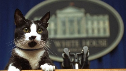Interes američkih predsjednika za pse i mačke