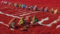 Proizvodnja crvene paprike u Bangladešu
