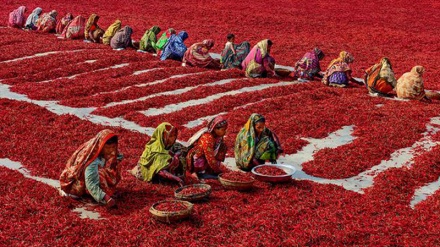 Proizvodnja crvene paprike u Bangladešu