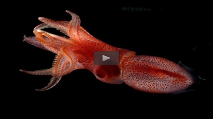 ماسیه‌کی سه‌رسووڕهێنه‌ر به‌ دوو چاوی جیاواز