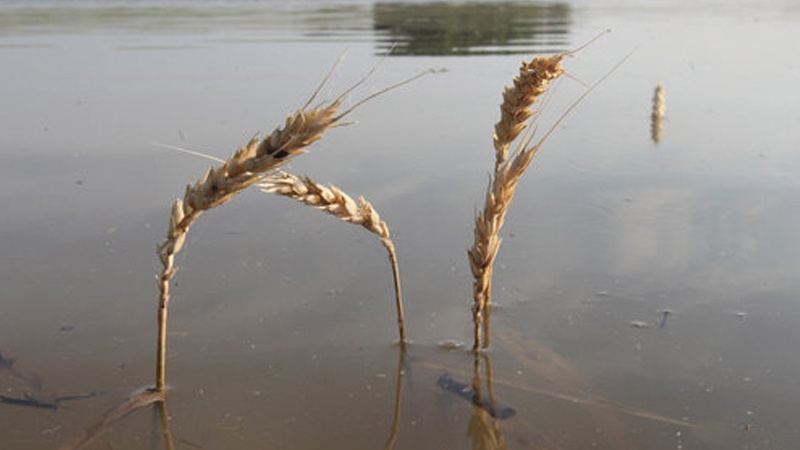 Suriyada buğda əkin əraziləri də terrorçuların hücumlarından amanda qalmayıb

