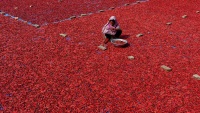 Proizvodnja crvene paprike u Bangladešu
