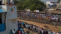 Festival kroćenja goveda u Indiji
