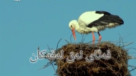 قەڵای لەق لەقەکان - 24-03-2017