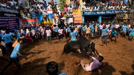 Festival kroćenja goveda u Indiji