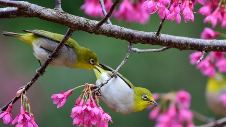 گۆرانی کوردی ئەی شەماڵ