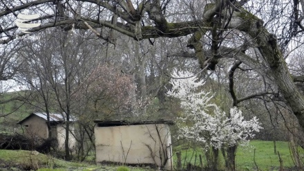 سروشتی به‌هاری شاری خومه‌ین