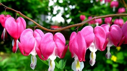 گۆرانییەک کوردی به ناوی گوڵ