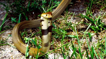 چەن بەشێک لە بەڵگه فیلمی ژیان لە دەمارە ساردەکان دا