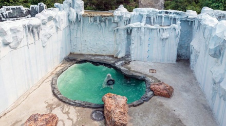 Boravak polarnih medvjeda u zoološkim vrtovima