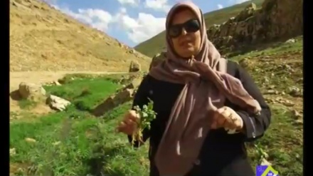 قازانجەکانی گیای کوزەڵەی بەهاری