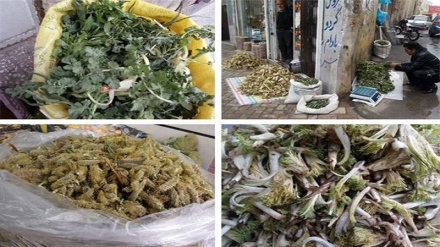 سوودە ئەفسووناویەکانى گیای بەهاری لە پارێزگای کوردستان