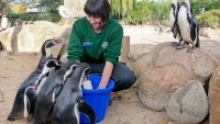 Briga o životinjama u Zoološkom vrtu u Londonu
