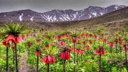 گۆرانی کوردی بە ناوی خودای میهرەبان