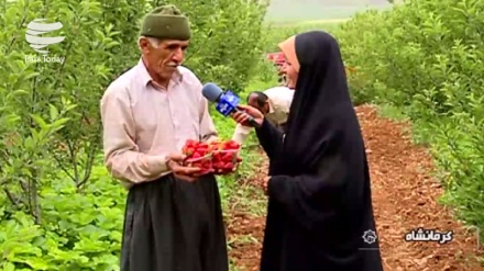 هەڵگرتنەوەی توت فەرەنگی لە شاری کرماشان