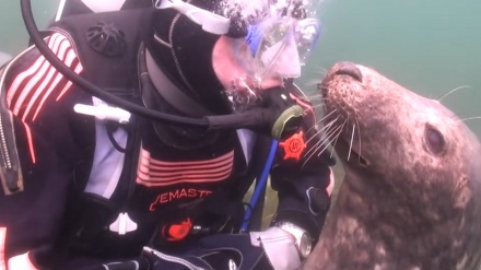 دۆستایه‌تی له دونیای ژێر ئاودا