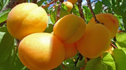 ئه‌وه‌ی له‌سه‌ر میوه‌ی شێڵانه نه‌تزانیوه‌ بیزانه‌ یه‌كجار به‌سوده‌