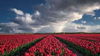 Polja cvijeća u Holandiji 
