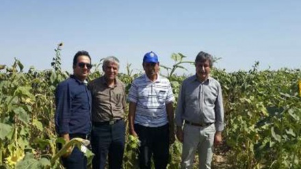 İran və FAO soya yetişdirmək üzrə il proqramlarını icra edirlər