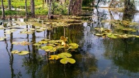  Jezero Negin u Kašmiru
