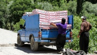 Branje jagoda u Kurdistanu
